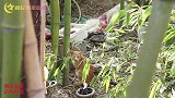 诚信姑姑答应圆圆考分就给她买小猫，可是姑姑却说话不算话