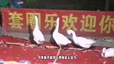 搞笑视频. 大哥你是来搞笑的吧，套圈老板都看不下去了