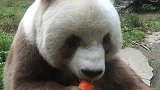 熊猫：这就是全世界唯一一个棕色熊猫，稀有品种！