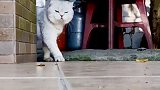 有没见过这么霸气的猫步走猫步比赛