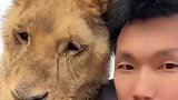 幼狮和饲养员同框合照，幼狮张开大嘴