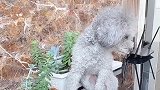 泰迪犯错被主人批评，一脸不知所措的样子太好笑了！
