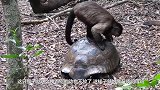 母鸡被猴子牢牢抓住，现场一片混乱，母鸡：大佬放过我吧