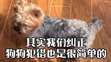 狗狗犯错了如何纠正