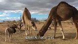 骆驼的最高速度，可以与汽车相媲美，甚至超过汽车，骆驼太强悍了