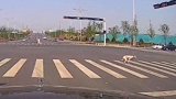 狗子闯红灯被撞懵 狗 交通安全 闯红灯