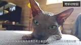 加拿大无毛猫斯芬克斯猫