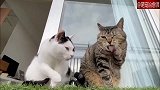 两只猫咪洗脸神同步，脸保健操开始了？