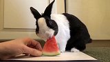 兔子吃西瓜的声音太魔性了，在脑袋里无限循环