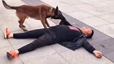 主人假装倒地…狗狗的反应让人暖心！