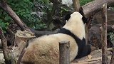 熊猫：嘿嘿，周末就要躺在床上，舒舒服服的呀！