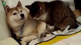 狗子给猫咪舔毛，猫咪不满意反手就是一巴掌，哈哈！