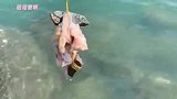 农村小伙钓鱼有绝招，一根竹竿能拉一大串