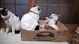 为了纸盒大打出手的猫咪