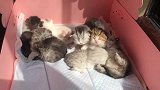 这么小的猫咪，就开始学打架了，长大了还得了