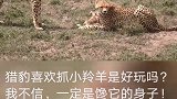 猎豹猎豹喜欢抓小羚羊是好玩吗我不信，一定是馋它的身子