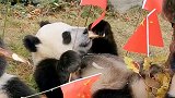 “与国同庆”！大熊猫宝宝在广州出生 取名“国庆” 