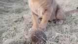 大猫在野外遇到刺猬，抱住就往嘴里塞，不会扎嘴吗？