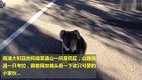 山路偶遇一只考拉，对人害怕又好奇，上树全程萌翻了！