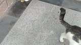 猫：算了打不过，只能出卖队友了！