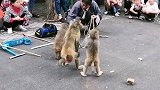 猴子会跳舞。