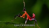 狭路相逢，螳螂一套花拳绣腿吓退对手，莫不是真正的螳螂拳