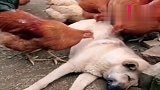 这狗太会享受了