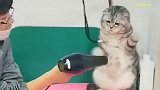 洗猫吹猫是个高危行业，搞不好会让猫咪抓一脸花，太有意思了！