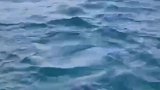 出海船钓好不容易钓了条真鲷，没想到海狮窥视已久