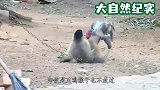 猴子把乌龟翻了个面，之后撒腿就跑，镜头记录搞笑画面
