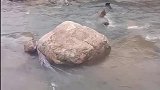 狗狗：链子掉河对岸了，得捡回来！