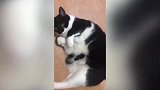 好漂亮的猫咪，不过这猫咪的眼神，还真是无敌可爱了！
