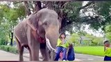 一头大象接送小主人上下学，画面太暖了