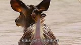 水鹿下河试图甩掉野狗，谁料被野狗活活淹死，镜头拍下残忍的一幕