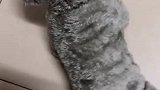 第一次穿上衣服的小猫一动不动，成真的玩具