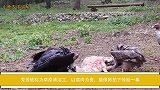 秃鹫被称为草原清洁工，以腐肉为食，摄像师拍下惊险一幕