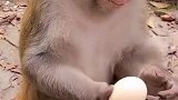 猴王吃鸡蛋不会开？