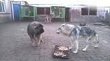 高加索对战一头狼，这场面火药味十足，不愧是公认的犬中战神！