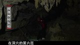 深山矿洞全是红色生物，洞顶挂满血蝙蝠，当地村民称为“恶魔洞”