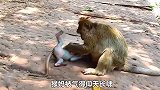 给猴子断奶有多难？猴妈直接被气的失去理智，对小猴子大打出手