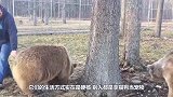 俄罗斯男子野外钓鱼，身后走来大棕熊，静静地坐在旁边做观众！