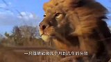 退休老狮王被4头雄狮围攻，为了尊严，让人泪目