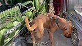 狗市再现国产猛犬，看狗站起来狂叫的那一瞬间，就知道是个狠角色