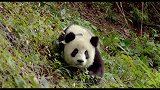 女孩不慎掉入熊猫园，万分惊险时，3只大熊猫的动作笑翻众人！