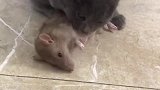 猫：铲屎的老鼠我抓回来了，快给我小鱼干吃！