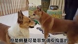 萌宠一家亲：柯基犬身体的秘密？！身为主人的你懂吗？
