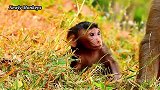 刚出生的小猴子对周围的环境非常好奇，萌萌哒的样子太可爱