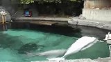 旅游-白鲸-温哥华海洋馆