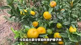 橘子树的养殖方法和注意事项
