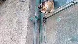 小猫咪飞檐走壁的能力运用的炉火纯青